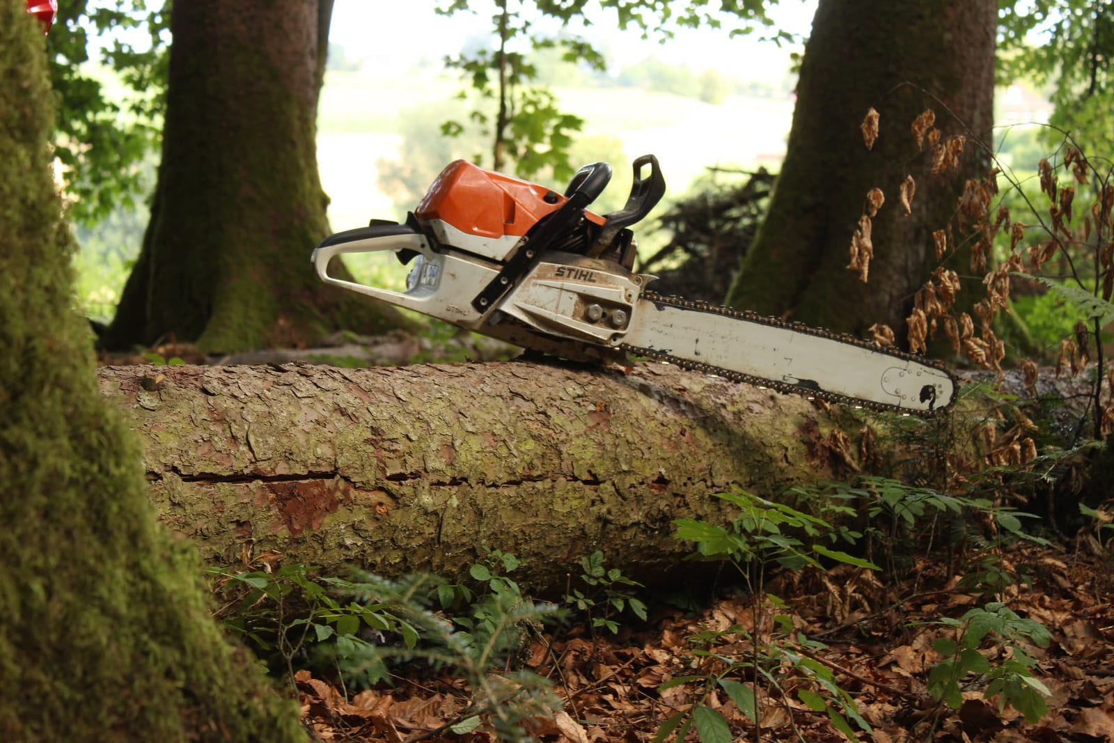 Motorsäge auf einem gefällten Baumstamm im Wald