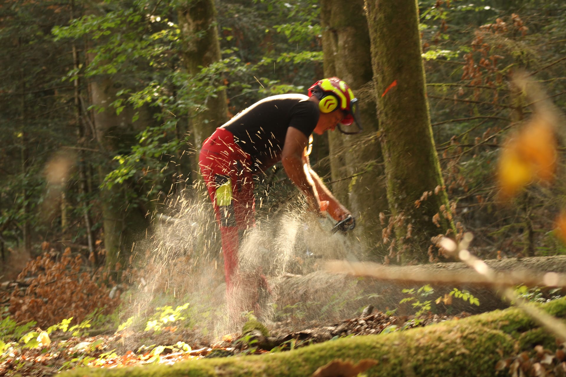 Baumfällen mit der Motorsäge im eigenen Wald