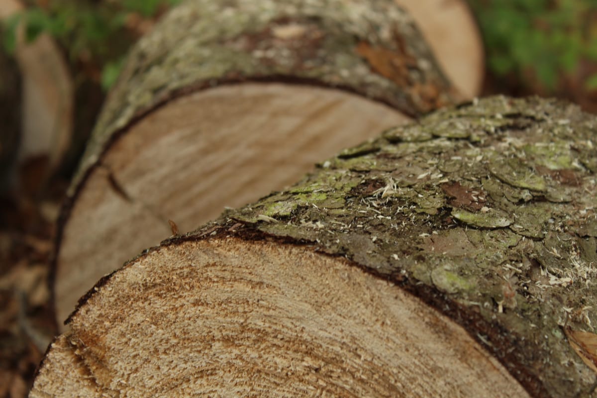 Frisch geschnittene Rundhölzer im Wald
